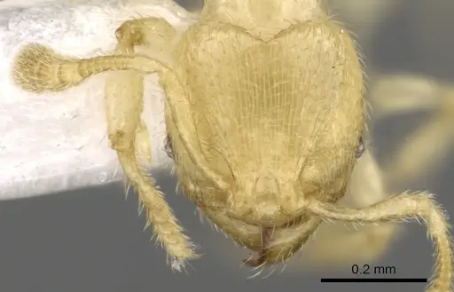 Pheidole parvicorpus - CASENT0901646