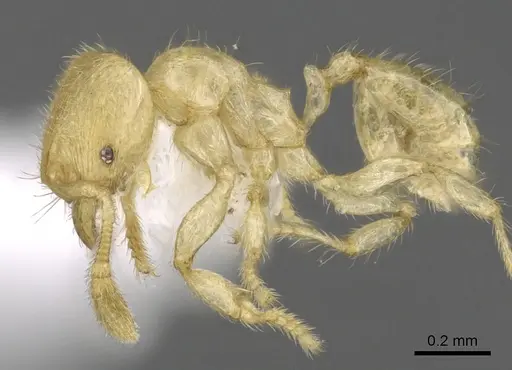 Pheidole parvicorpus - CASENT0901646