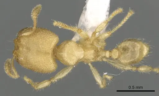 Pheidole parvicorpus - CASENT0901647