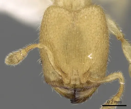 Pheidole parvicorpus - CASENT0901647