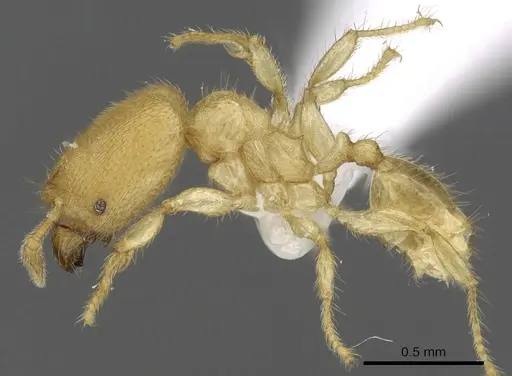 Pheidole parvicorpus - CASENT0901647