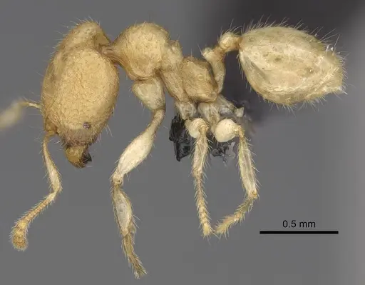 Pheidole parviocula specimen