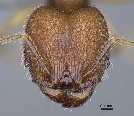 Pheidole parvula specimen