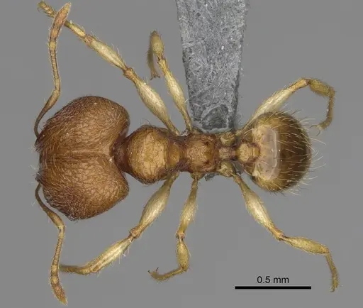 Pheidole parvulogibba specimen