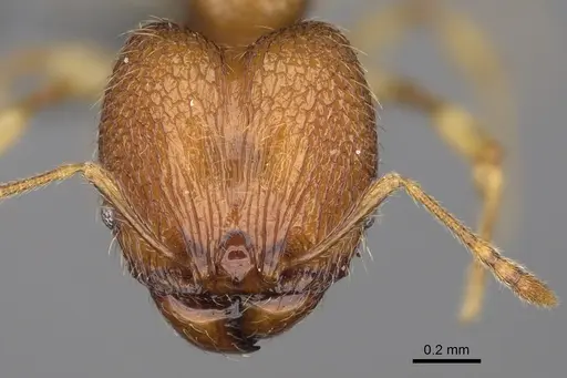 Pheidole parvulogibba specimen