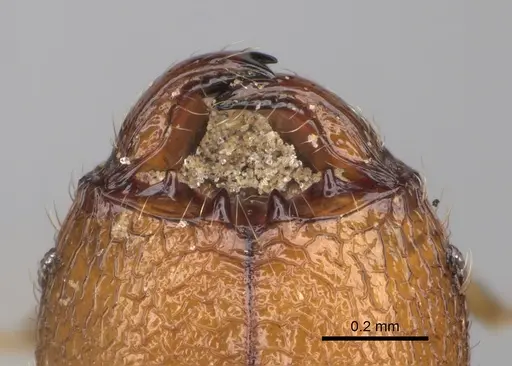 Pheidole parvulogibba specimen