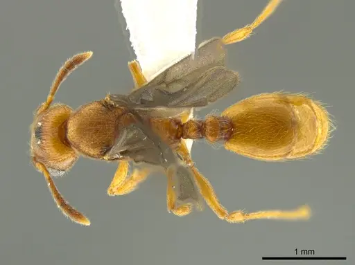 Pheidole passivaeferox specimen