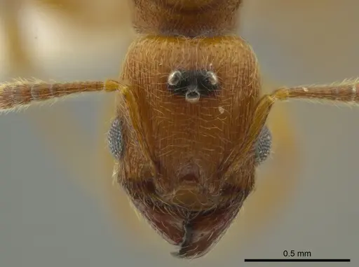 Pheidole passivaeferox specimen