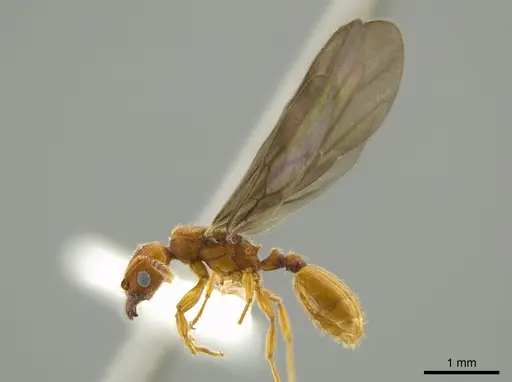 Pheidole passivaeferox specimen