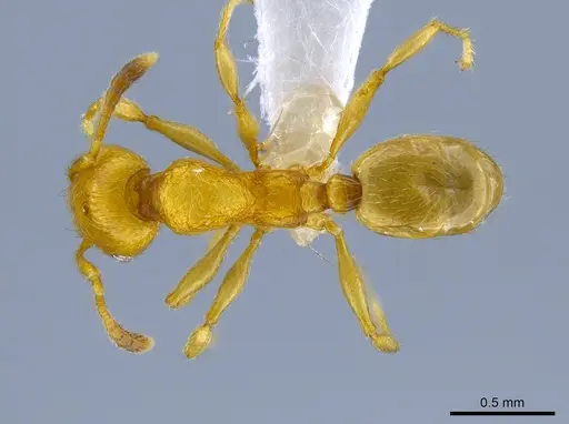 Pheidole passivaeferox - CASENT0619498