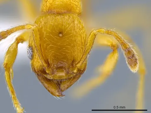 Pheidole passivaeferox - CASENT0619498