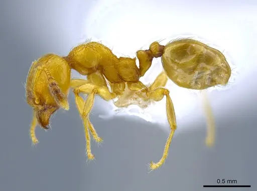 Pheidole passivaeferox - CASENT0619498