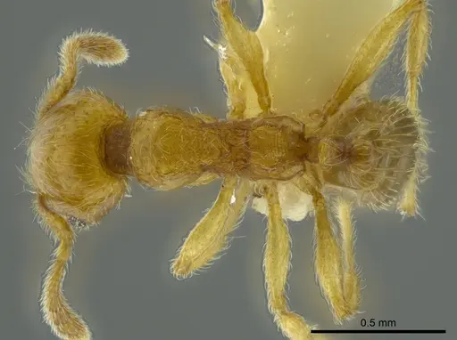 Pheidole passivaeferox - CASENT0625443