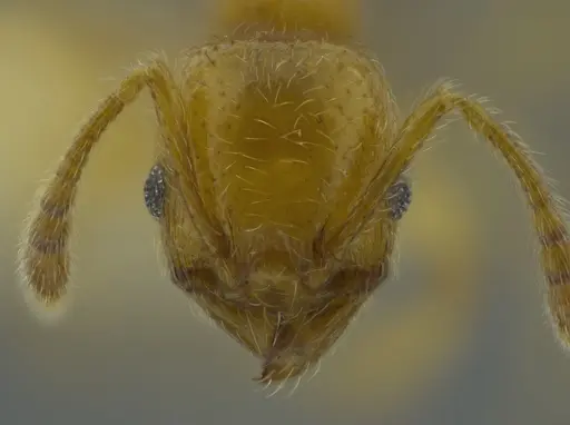 Pheidole passivaeferox - CASENT0625443