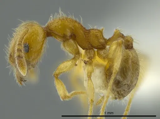 Pheidole passivaeferox - CASENT0625443