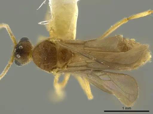 Pheidole passivaeferox - CASENT0625444