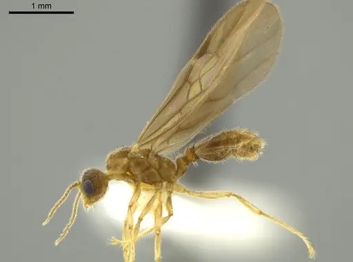 Pheidole passivaeferox - CASENT0625444