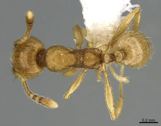 Pheidole passivaeferox - CASENT0646675