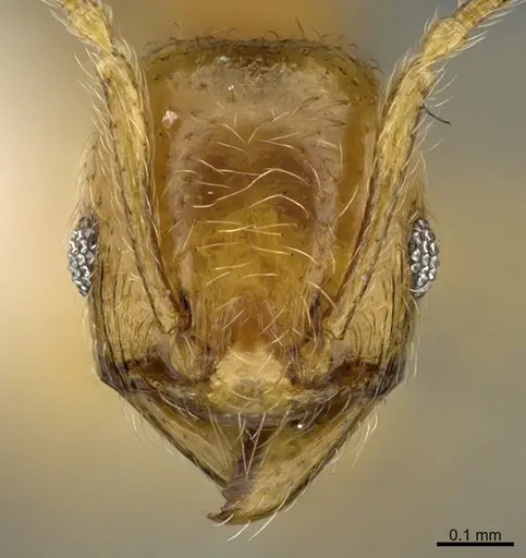 Pheidole passivaeferox - CASENT0646675