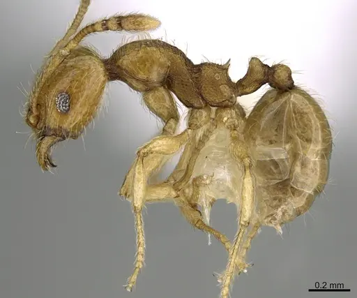 Pheidole passivaeferox - CASENT0646675