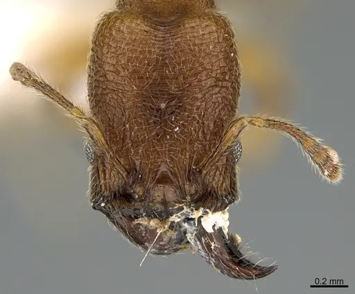 Pheidole passivaeferox - CASENT0646680