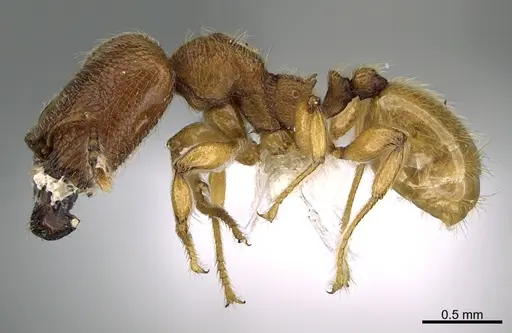 Pheidole passivaeferox - CASENT0646680