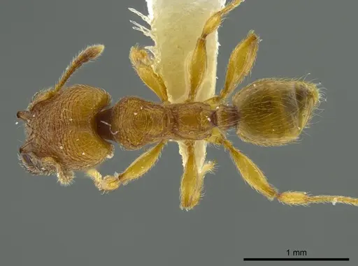 Pheidole passivaeferox - INBIOCRI002279624