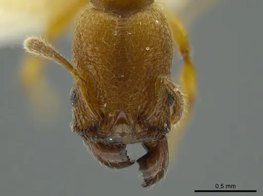Pheidole passivaeferox - INBIOCRI002279624