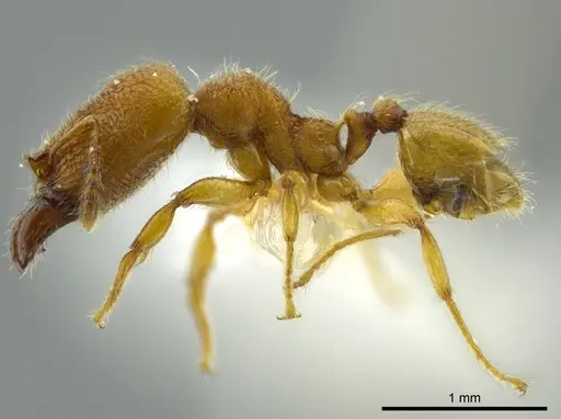 Pheidole passivaeferox - INBIOCRI002279624