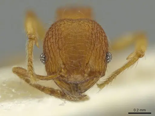 Pheidole peckorum specimen