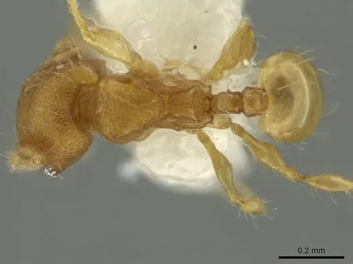 Pheidole pedana specimen