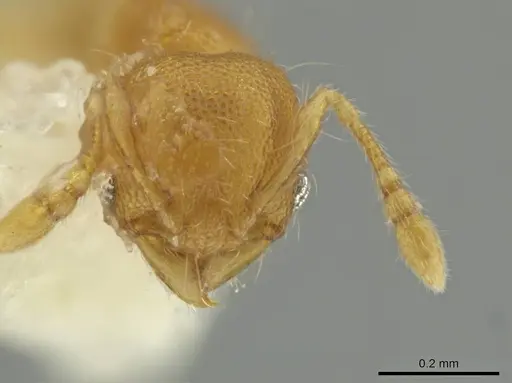 Pheidole pedana specimen