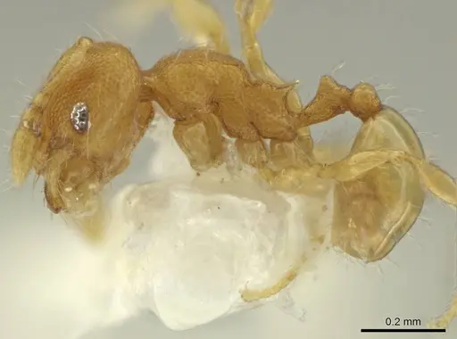 Pheidole pedana specimen