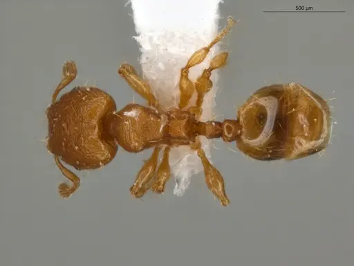 Pheidole pedana - ECOFOG-IT14-0954-24-S