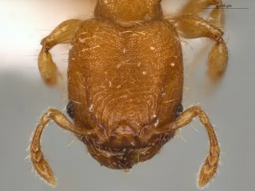 Pheidole pedana - ECOFOG-IT14-0954-24-S