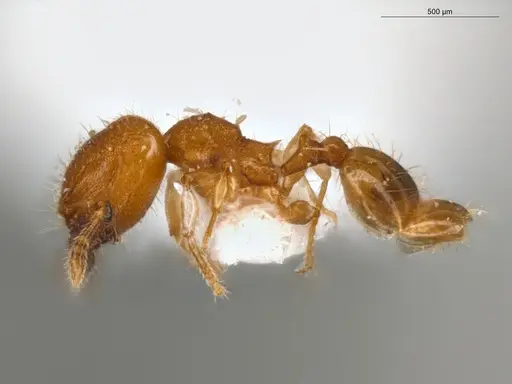 Pheidole pedana - ECOFOG-IT14-0954-24-S