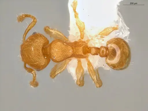 Pheidole pedana - ECOFOG-IT14-0954-24