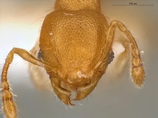 Pheidole pedana - ECOFOG-IT14-0954-24