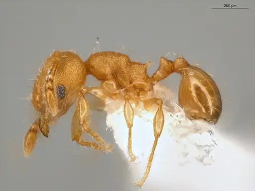 Pheidole pedana - ECOFOG-IT14-0954-24