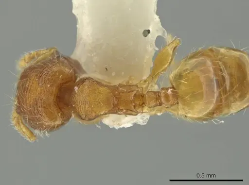 Pheidole pedana - JTLC000016482