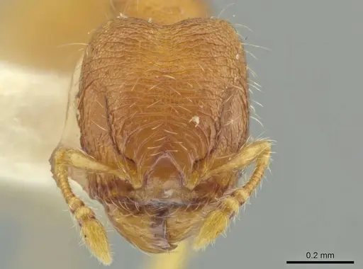 Pheidole pedana - JTLC000016482