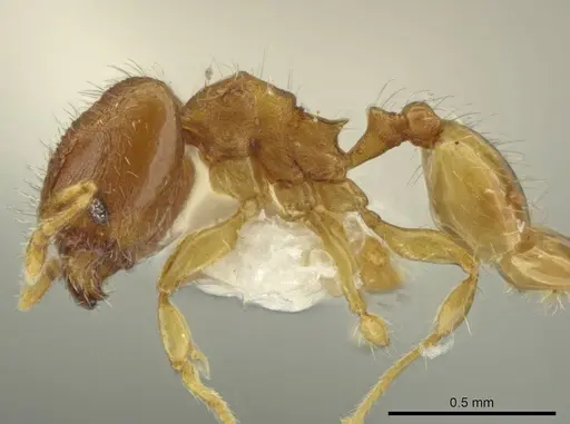 Pheidole pedana - JTLC000016482