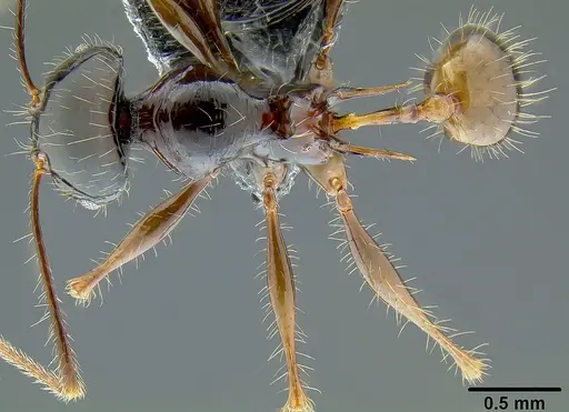Pheidole pegasus specimen