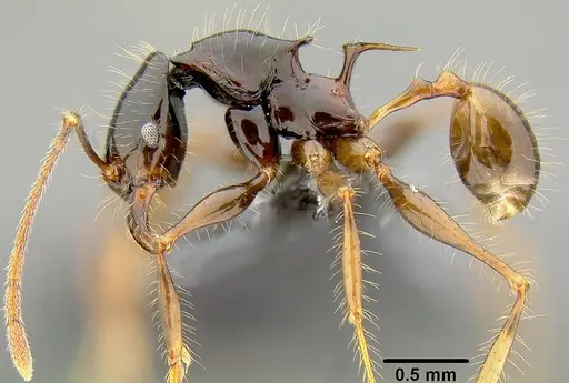 Pheidole pegasus specimen