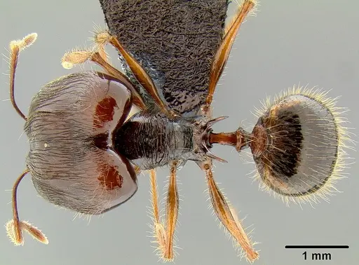 Pheidole pegasus - CASENT0171108