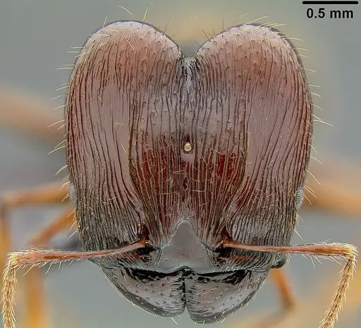 Pheidole pegasus - CASENT0171108