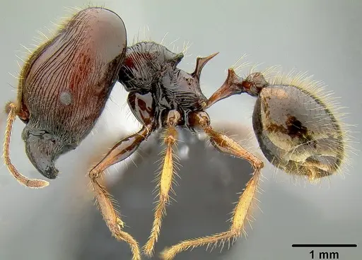 Pheidole pegasus - CASENT0171108