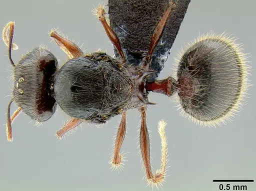 Pheidole pegasus - CASENT0171109