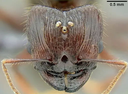 Pheidole pegasus - CASENT0171109