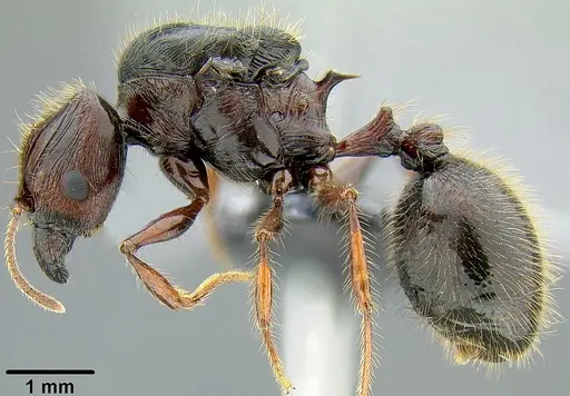 Pheidole pegasus - CASENT0171109